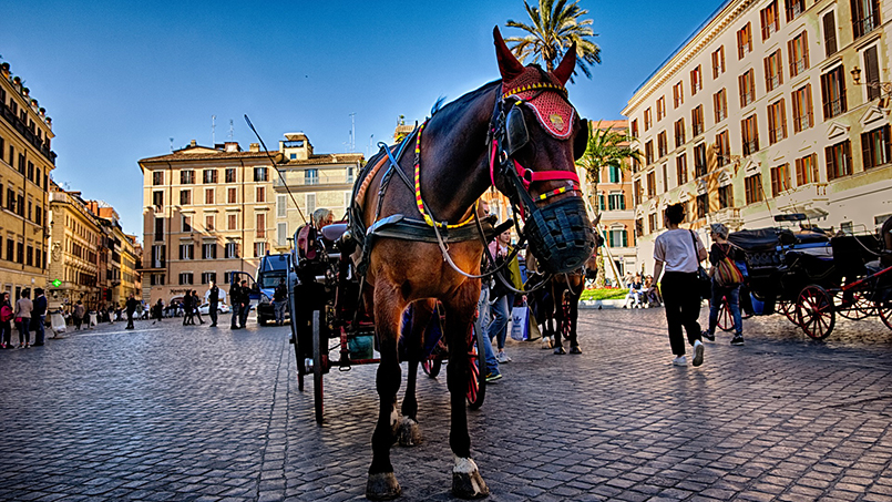 Rome's horse-drawn carriages: the botticelle