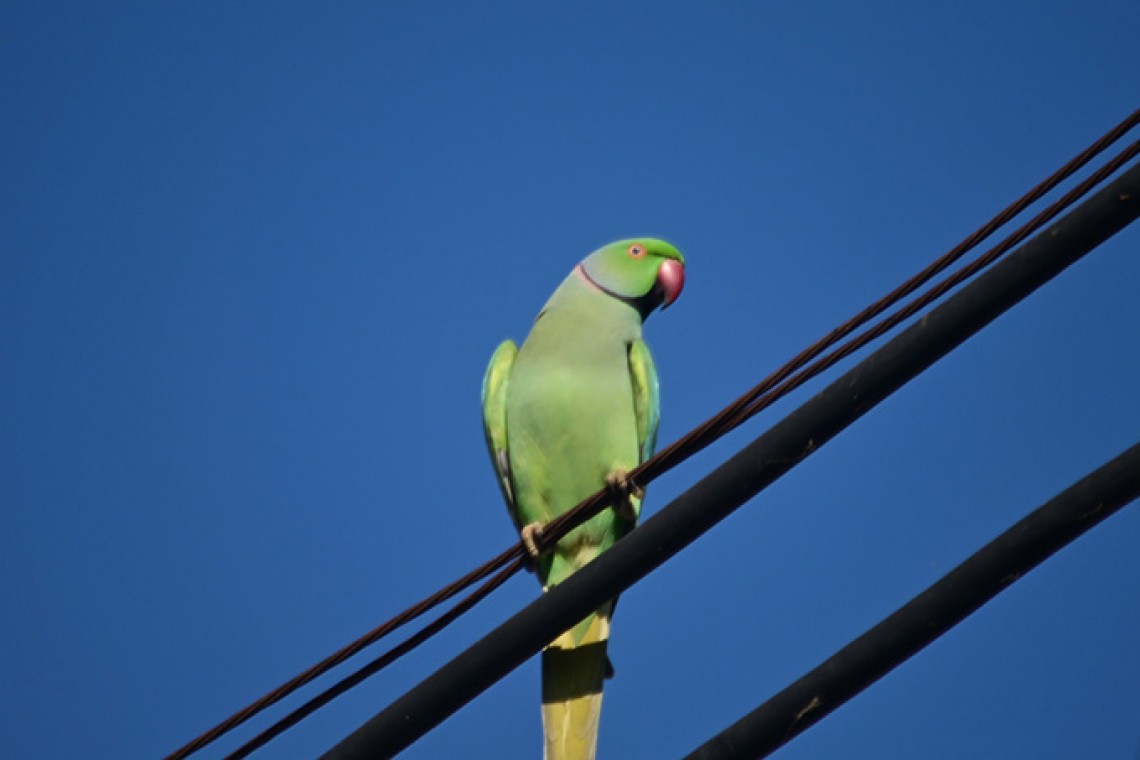Animali selvatici a Roma pappagalli volpi cinghiali dove trovarli